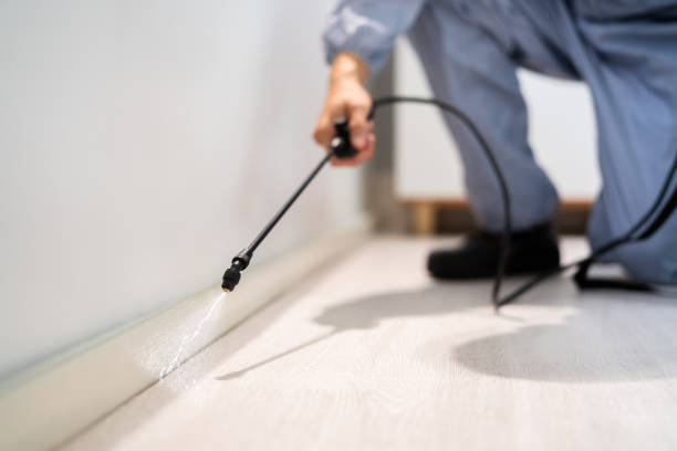 Professional exterminator conducting IPM assessment in New Plymouth