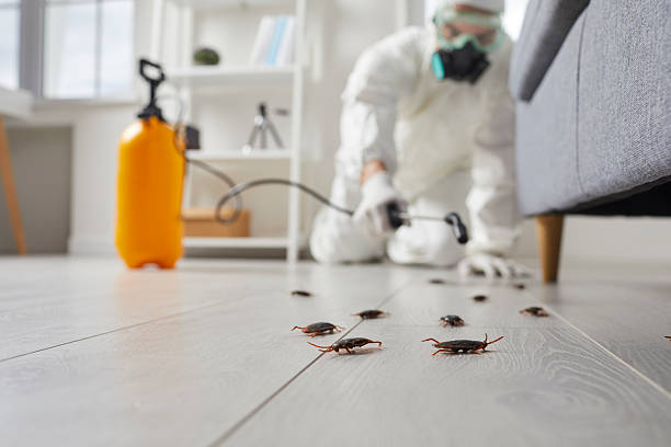 Post-Treatment Bed Bug Interceptor Monitoring in New Plymouth